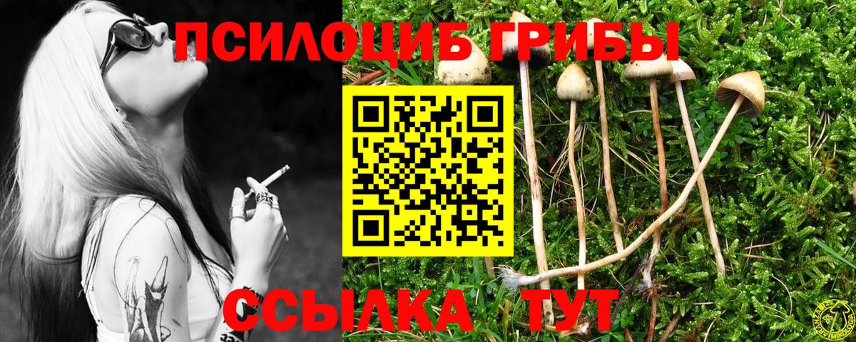 Галлюциногенные грибы Psilocybine cubensis Чехов